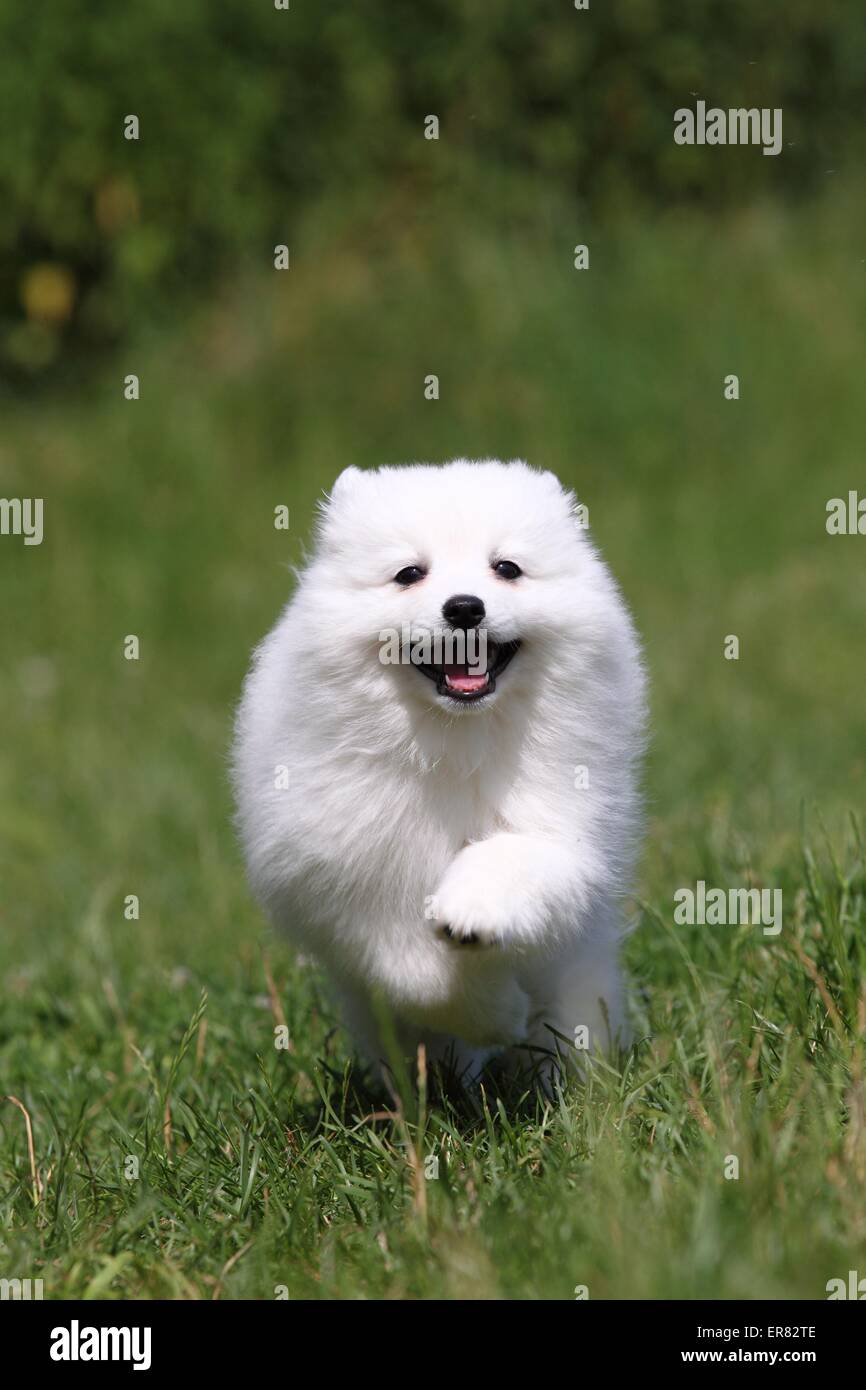 Chiot pomeranian japonais Banque D'Images