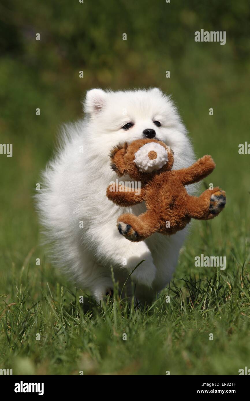 Chiot pomeranian japonais Banque D'Images