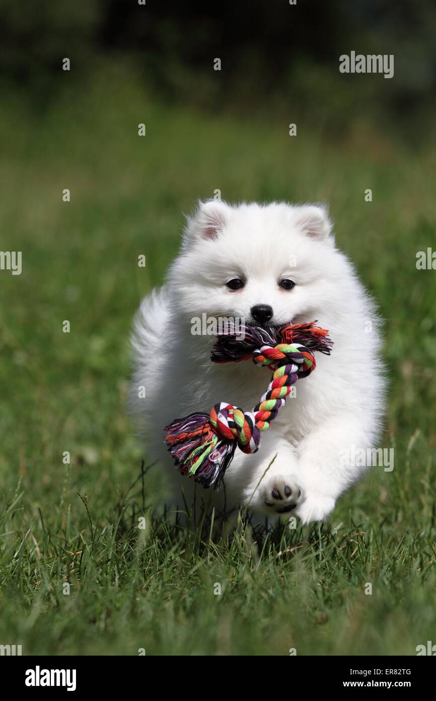 Chiot pomeranian japonais Banque D'Images