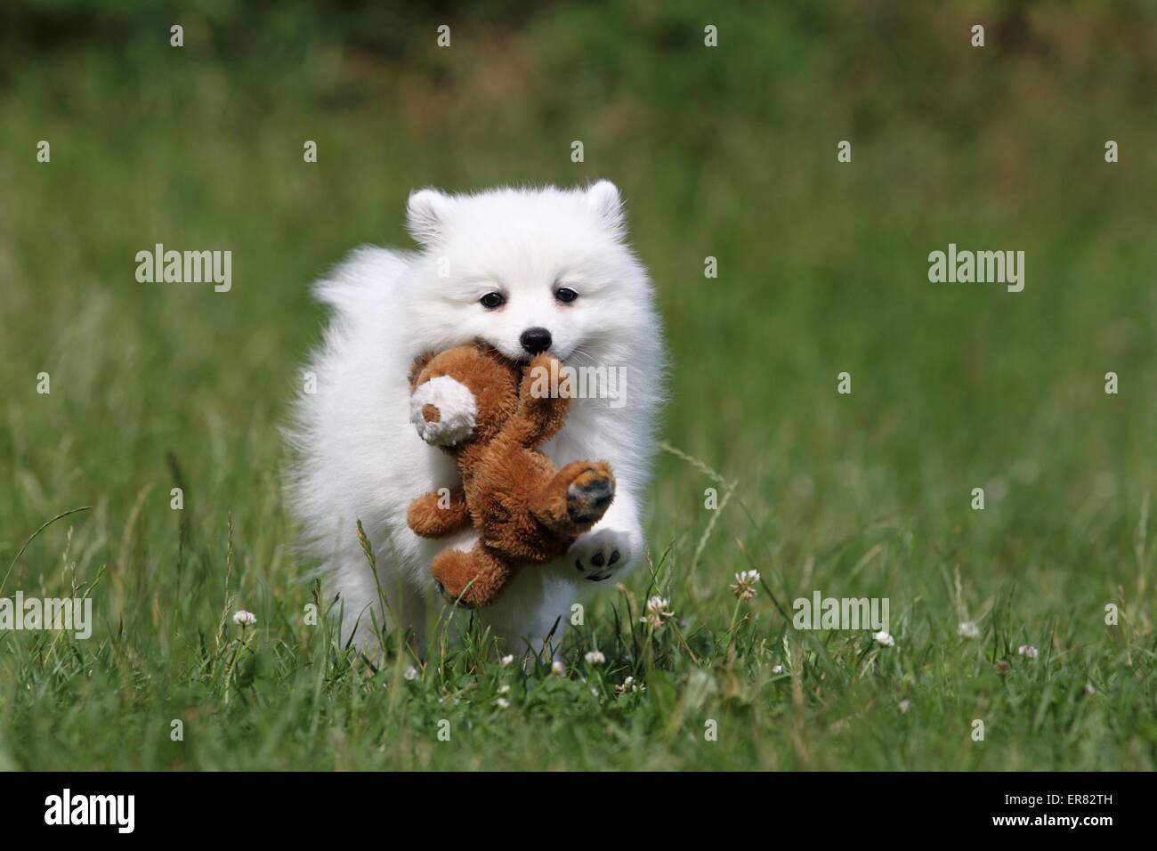 Chiot pomeranian japonais Banque D'Images