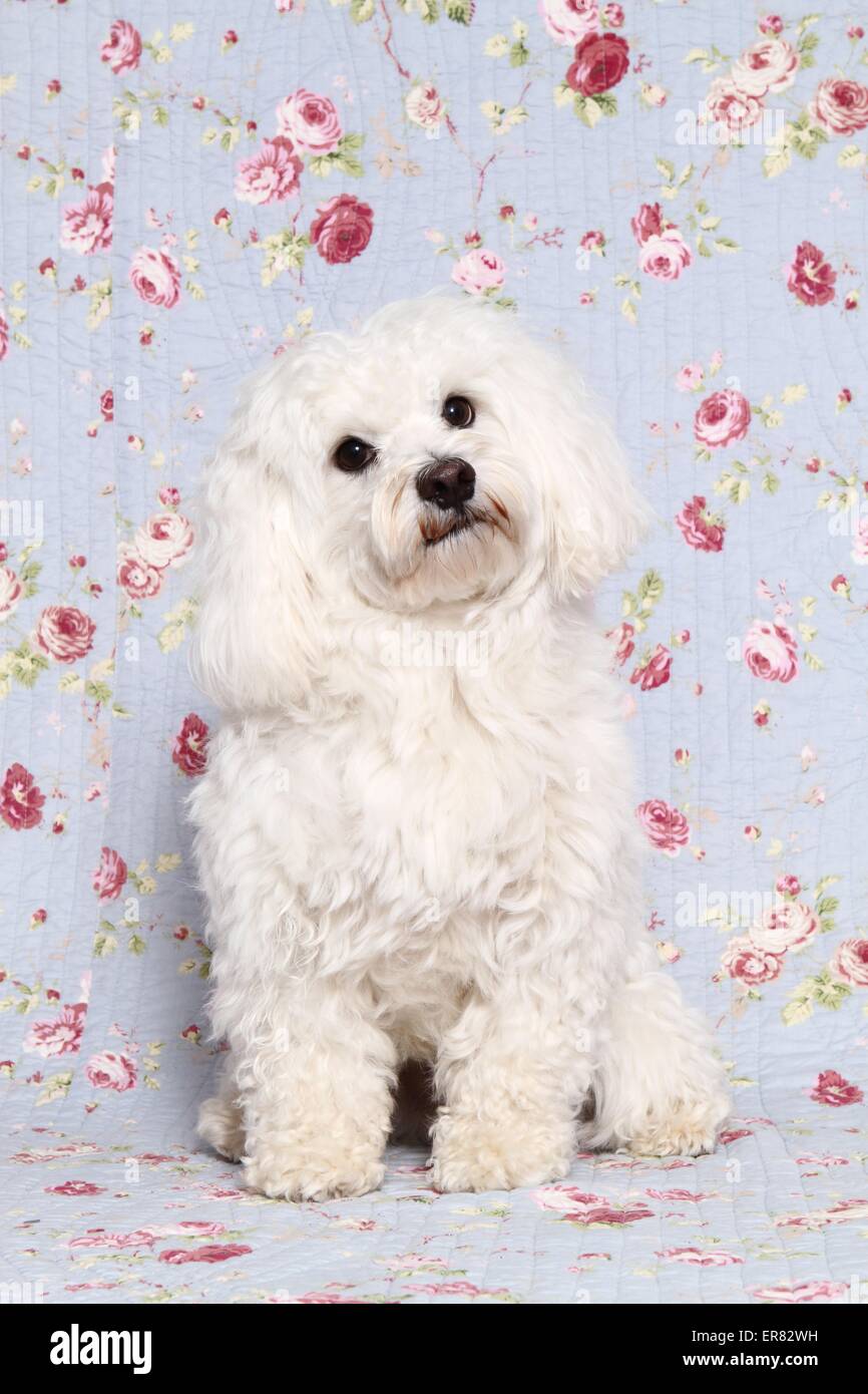 assis maltais Banque D'Images