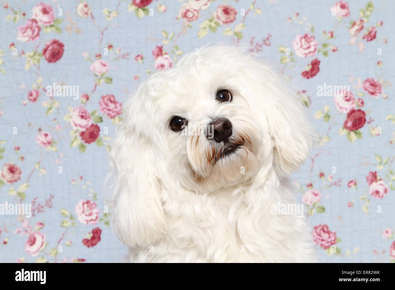 Portrait de Malte Banque D'Images