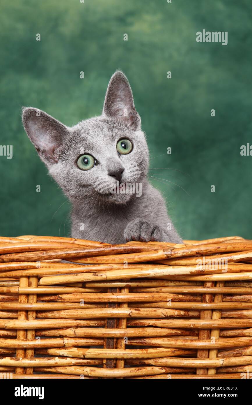 Bleu Russe les jeunes Banque D'Images