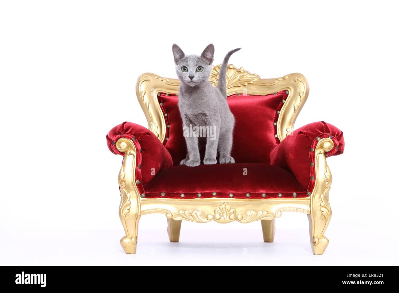 Bleu Russe les jeunes Banque D'Images