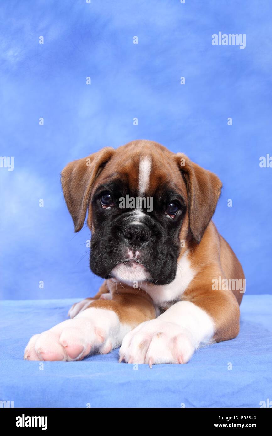 Chiot Boxer allemand Banque D'Images