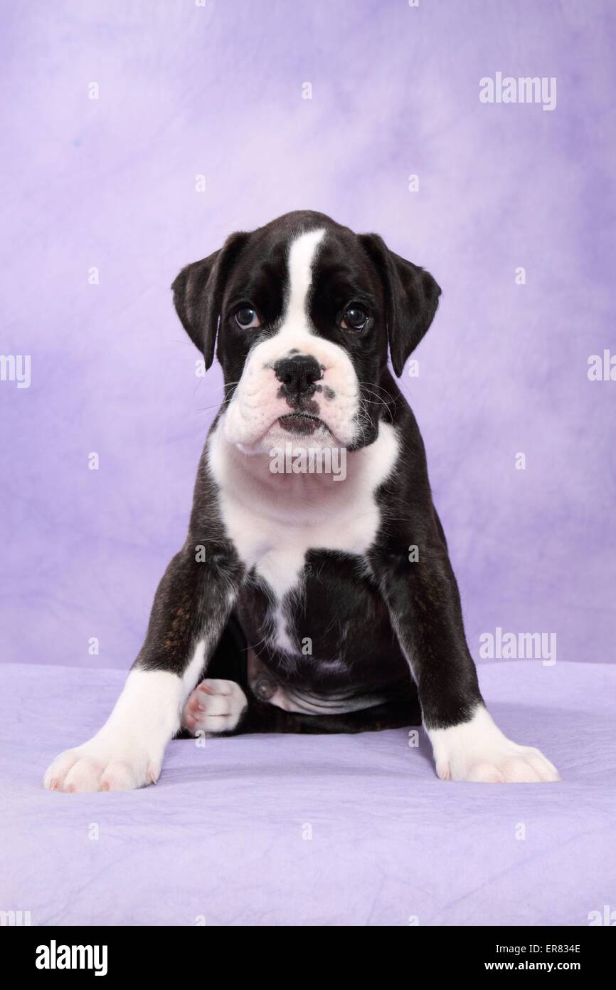 Chiot Boxer allemand Banque D'Images