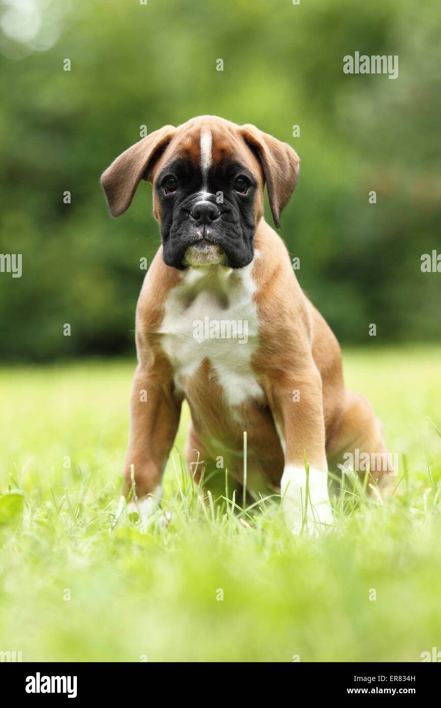 Chiot Boxer allemand Banque D'Images