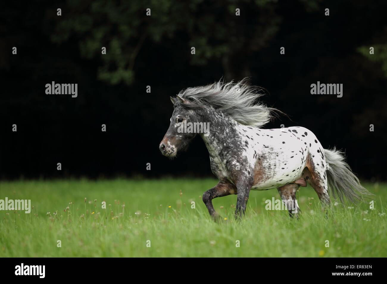 Erman galopante classique poney Banque D'Images