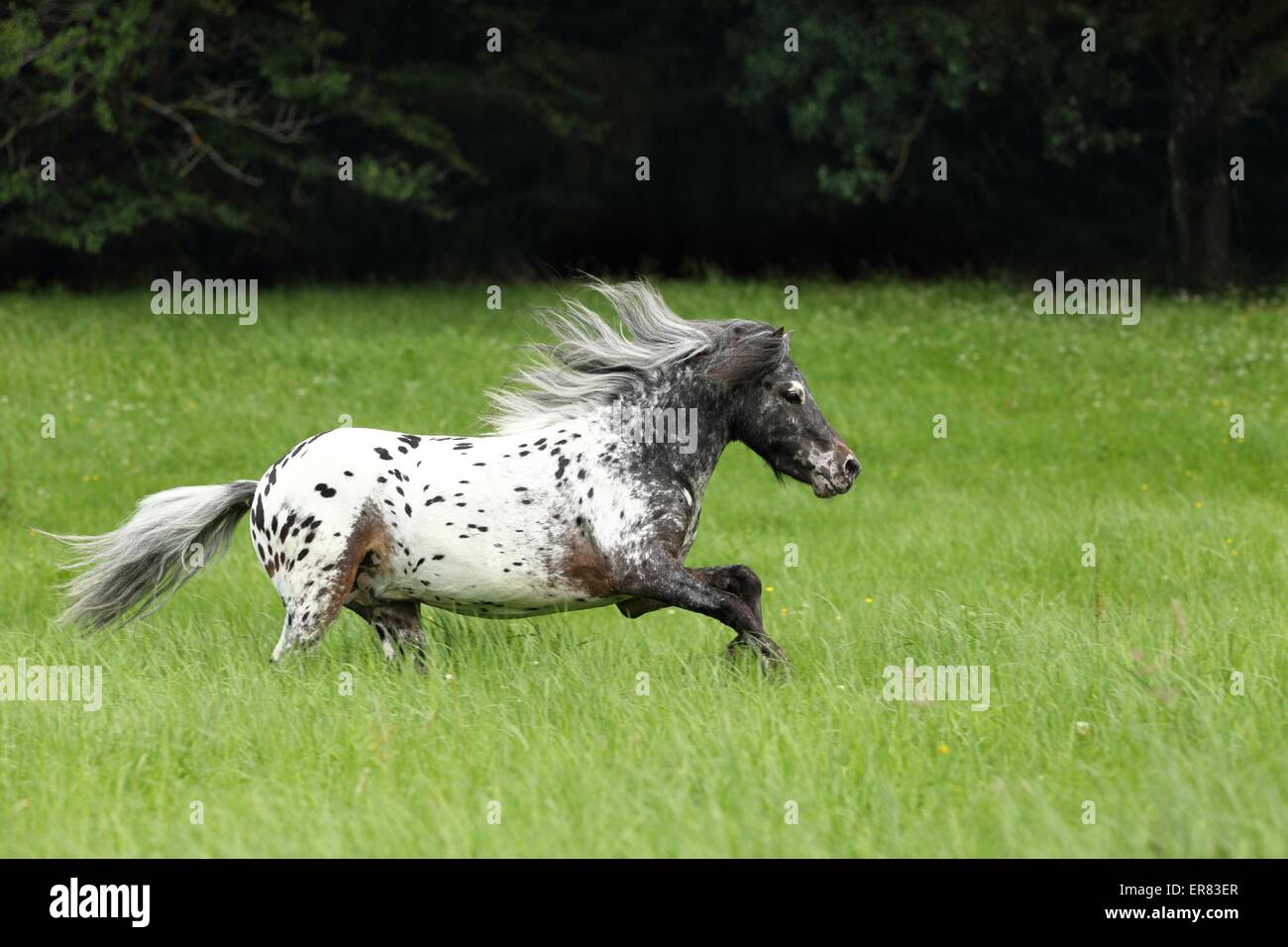 Erman galopante classique poney Banque D'Images