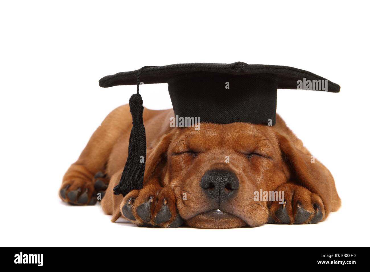 Chiot Pinscher allemand Banque D'Images