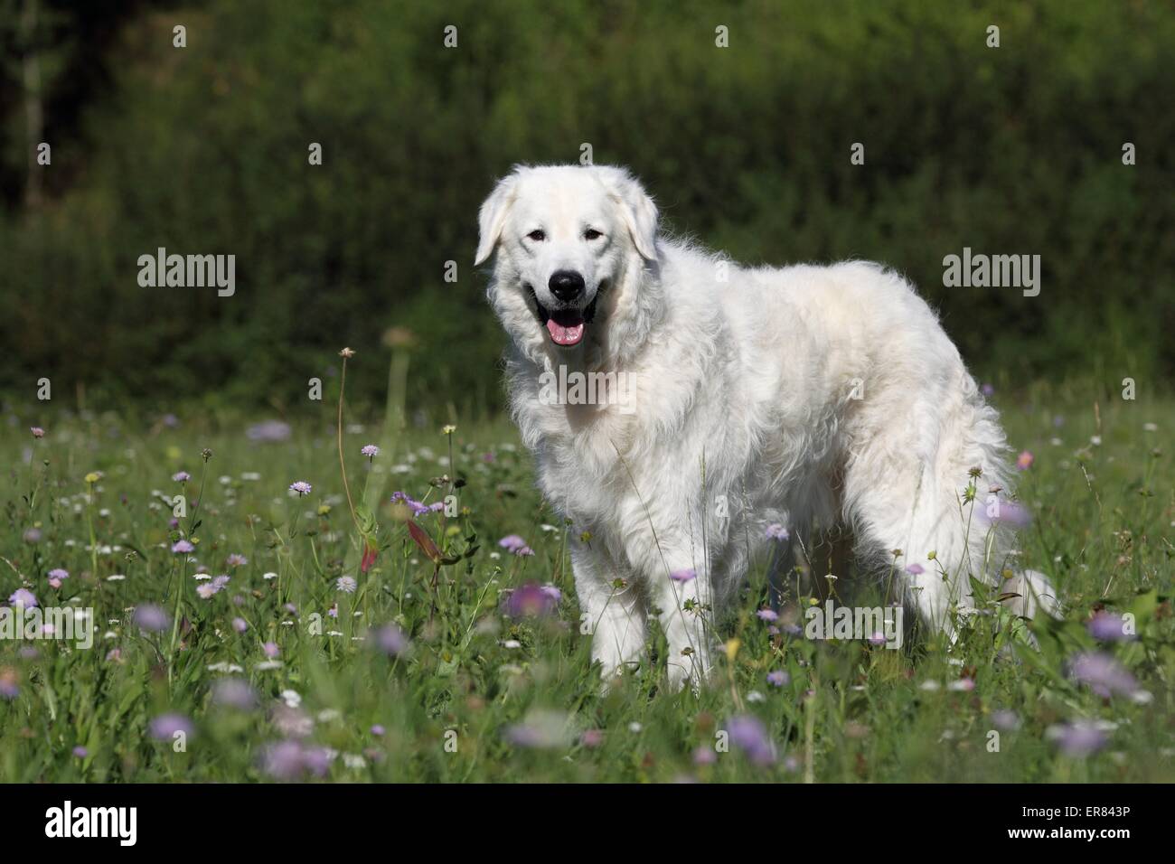 Kuvasz Banque D'Images