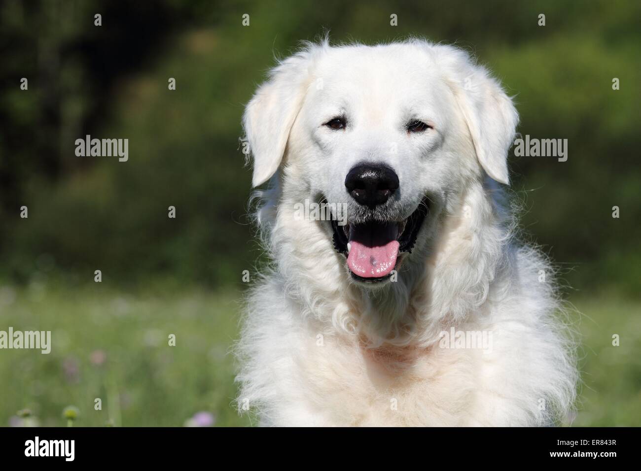 Portrait de Kuvasz Banque D'Images