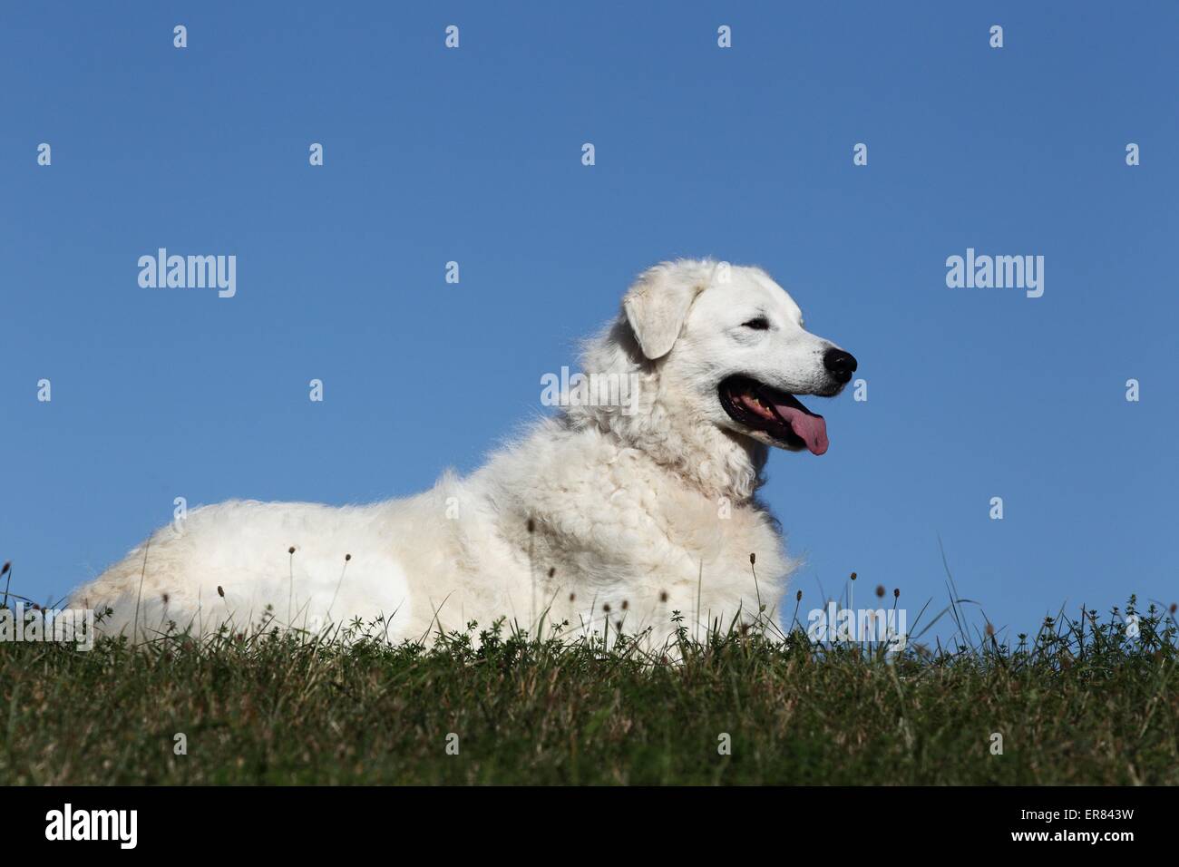 Kuvasz couché Banque D'Images