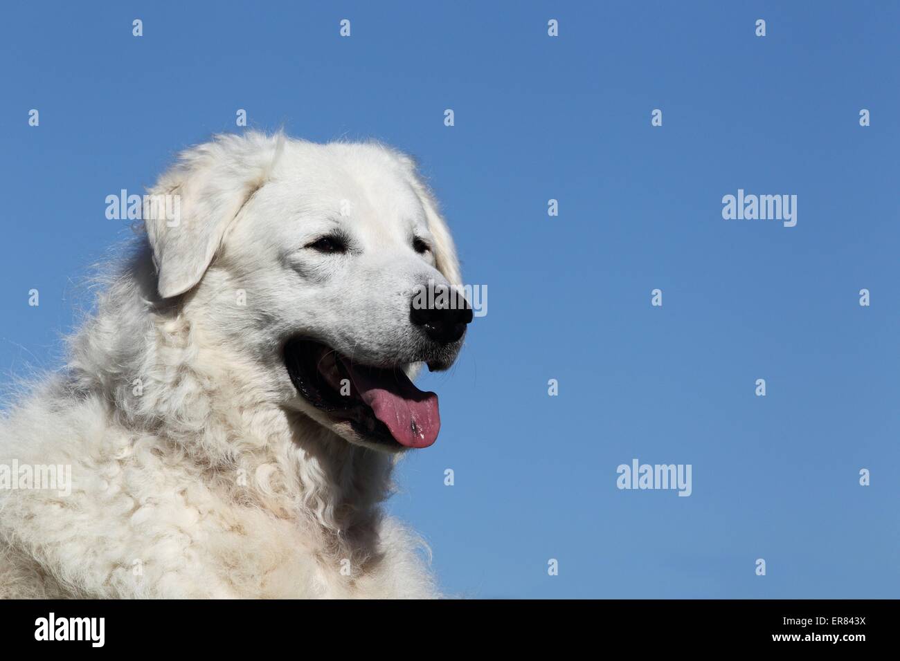 Portrait de Kuvasz Banque D'Images