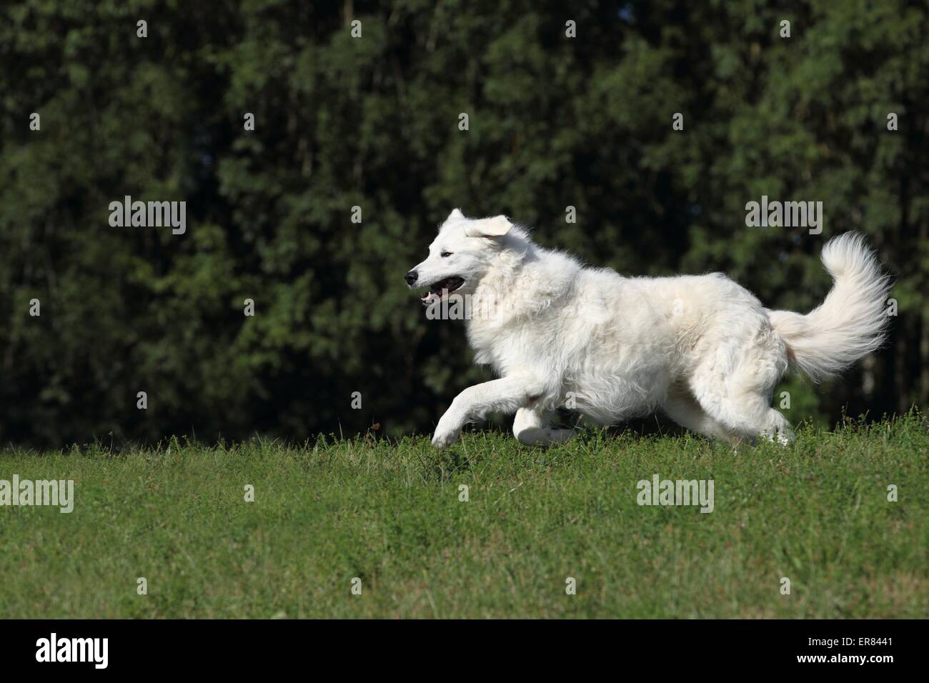 en cours d’exécution Kuvasz Banque D'Images