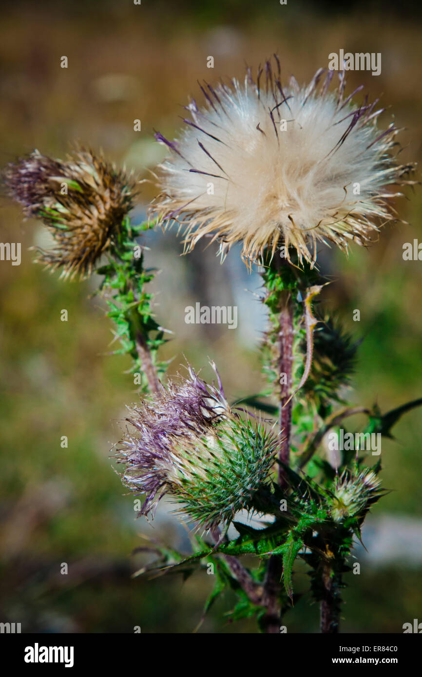Un chardon en fleur plante. Banque D'Images