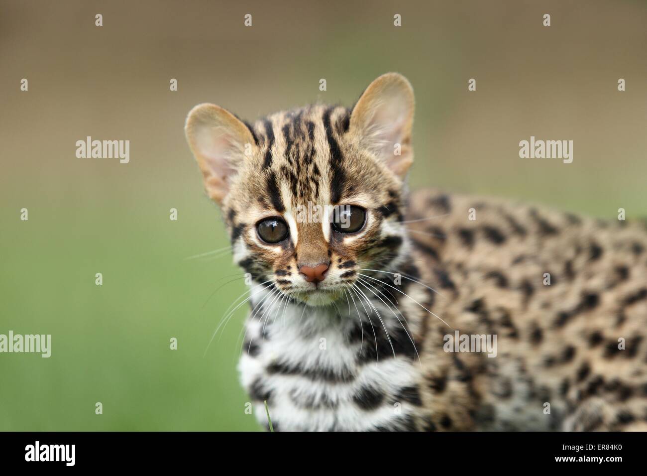 chat-léopard Banque D'Images