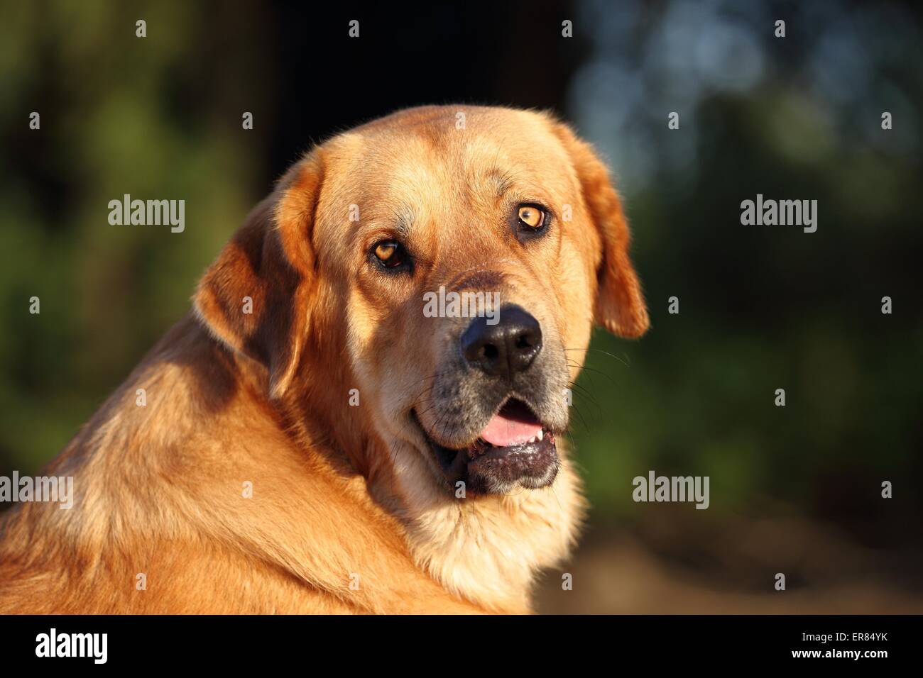 Mastin Espanol Portrait Banque D'Images