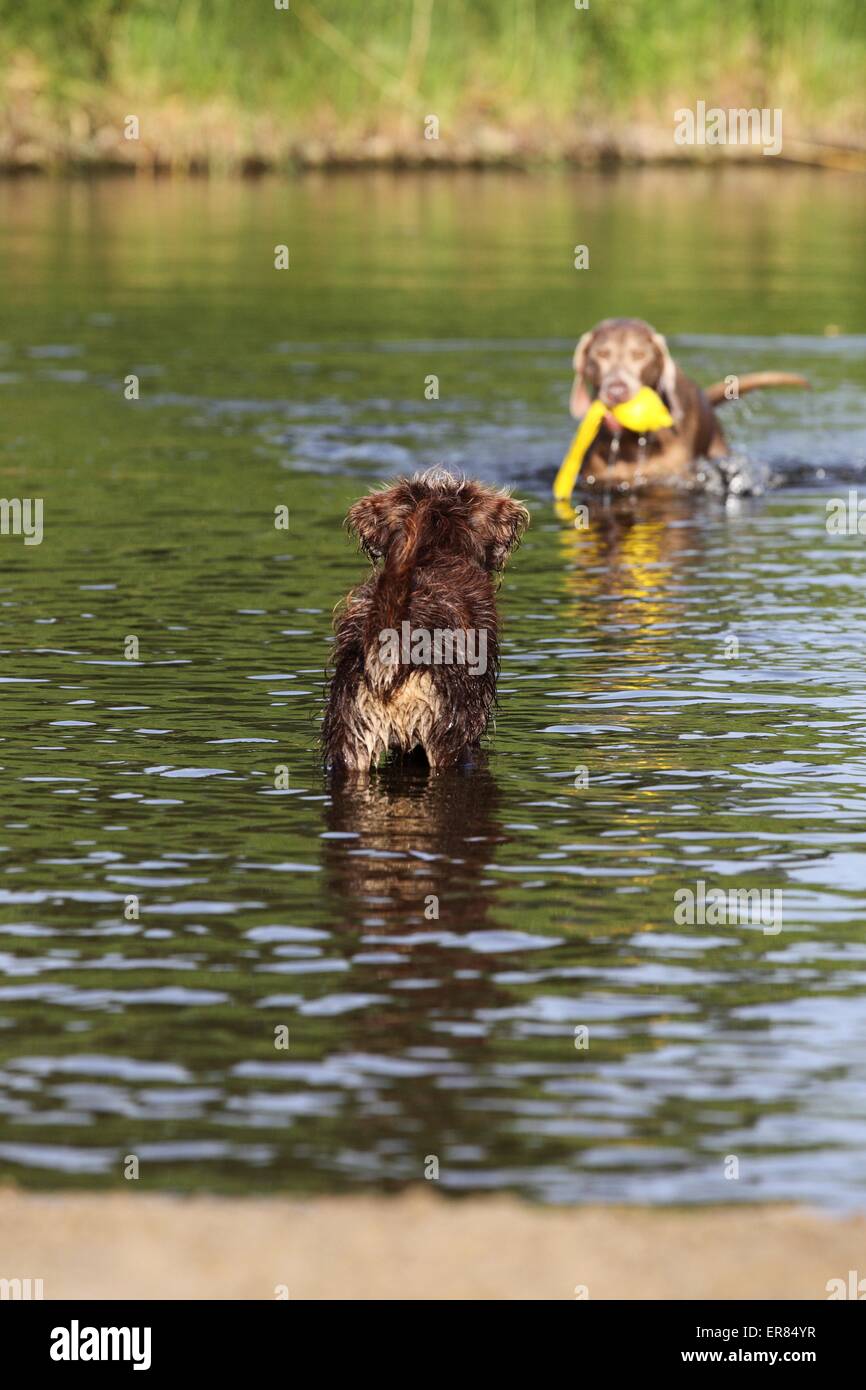 2 chiens Banque D'Images