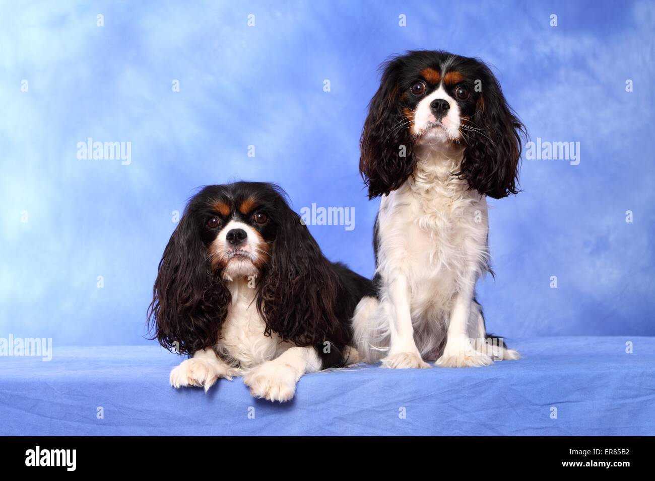 2 Cavalier King Charles Spaniels Banque D'Images