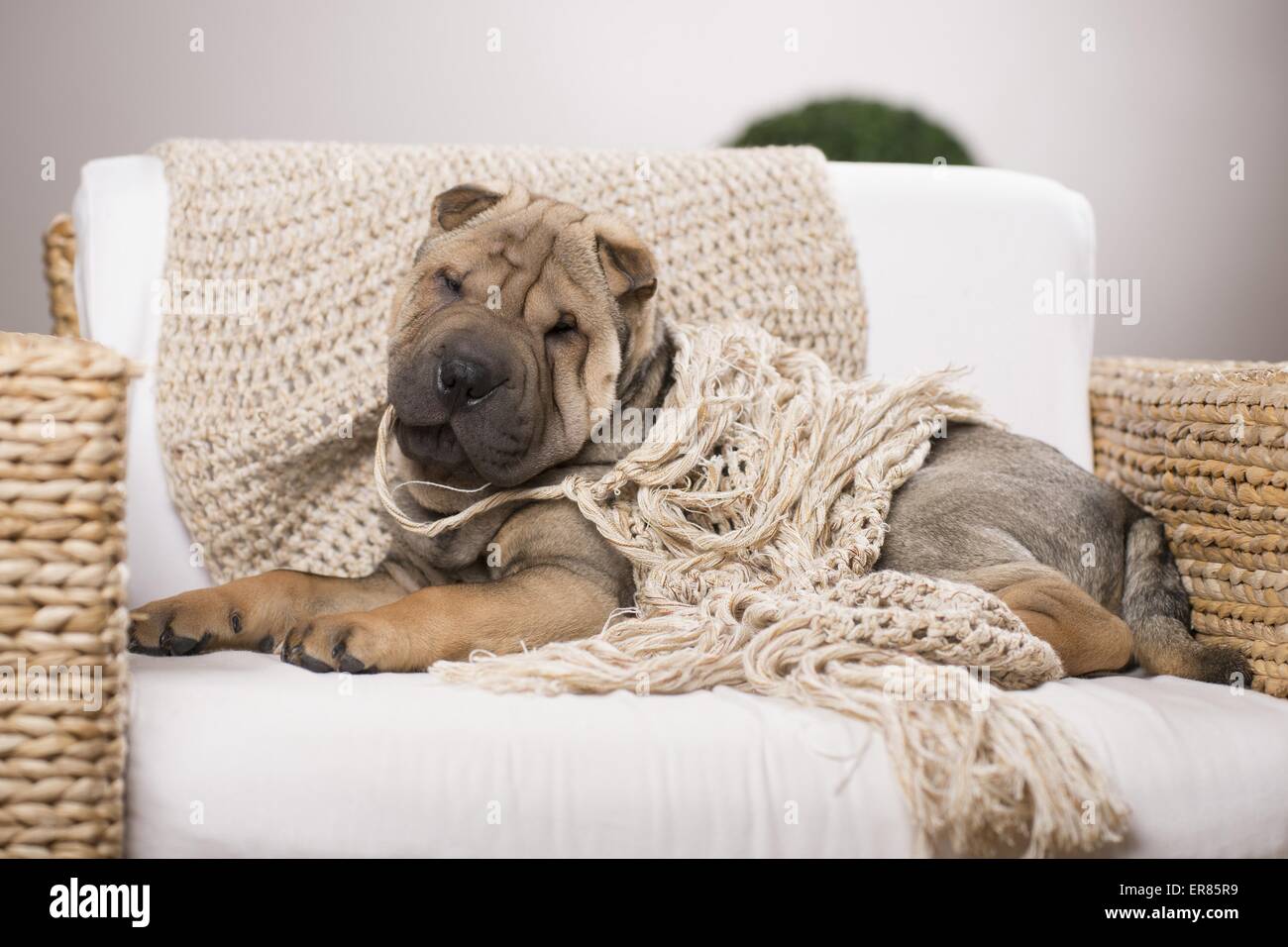 jeune Shar Pei Banque D'Images