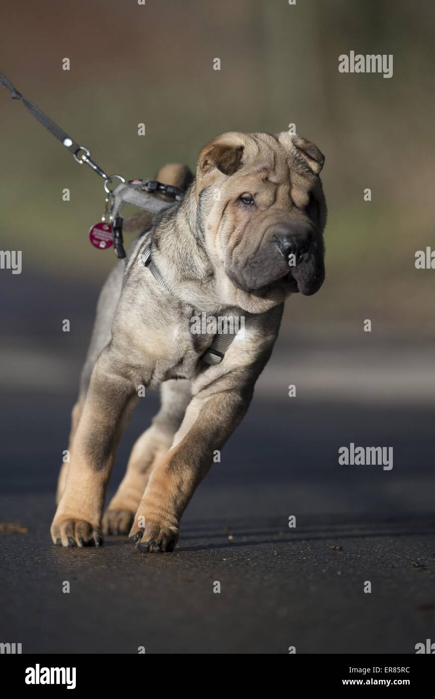 jeune Shar Pei Banque D'Images