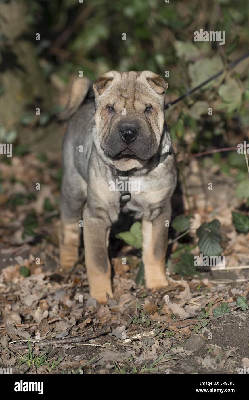 jeune Shar Pei Banque D'Images