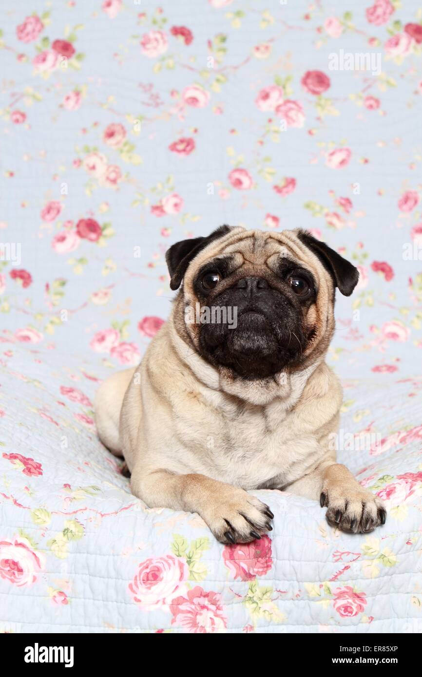 couché de Carlin Banque D'Images