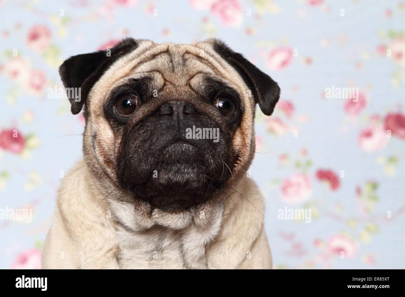 Portrait du PUG Banque D'Images