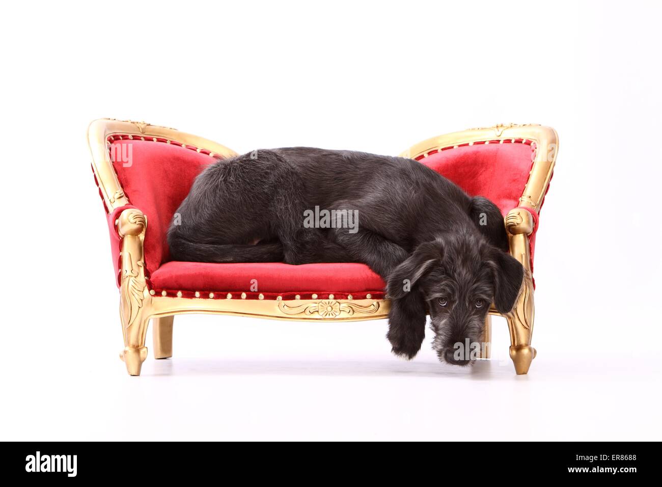 Les jeunes Irlandais Banque D'Images