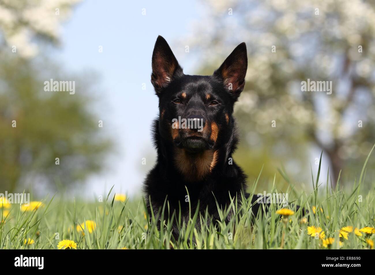 Australian Kelpie Portrait Banque D'Images