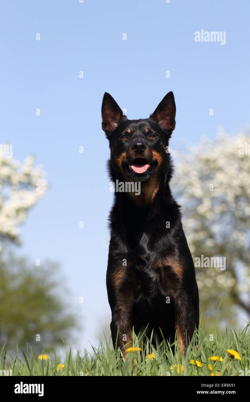 Kelpie australien assis Banque D'Images