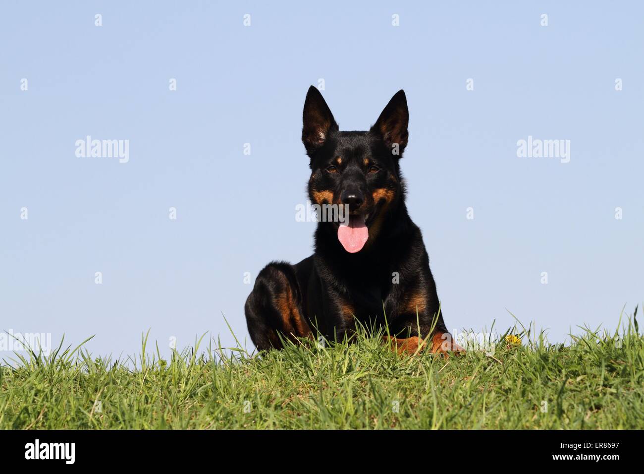 Lying Australian Kelpie Banque D'Images