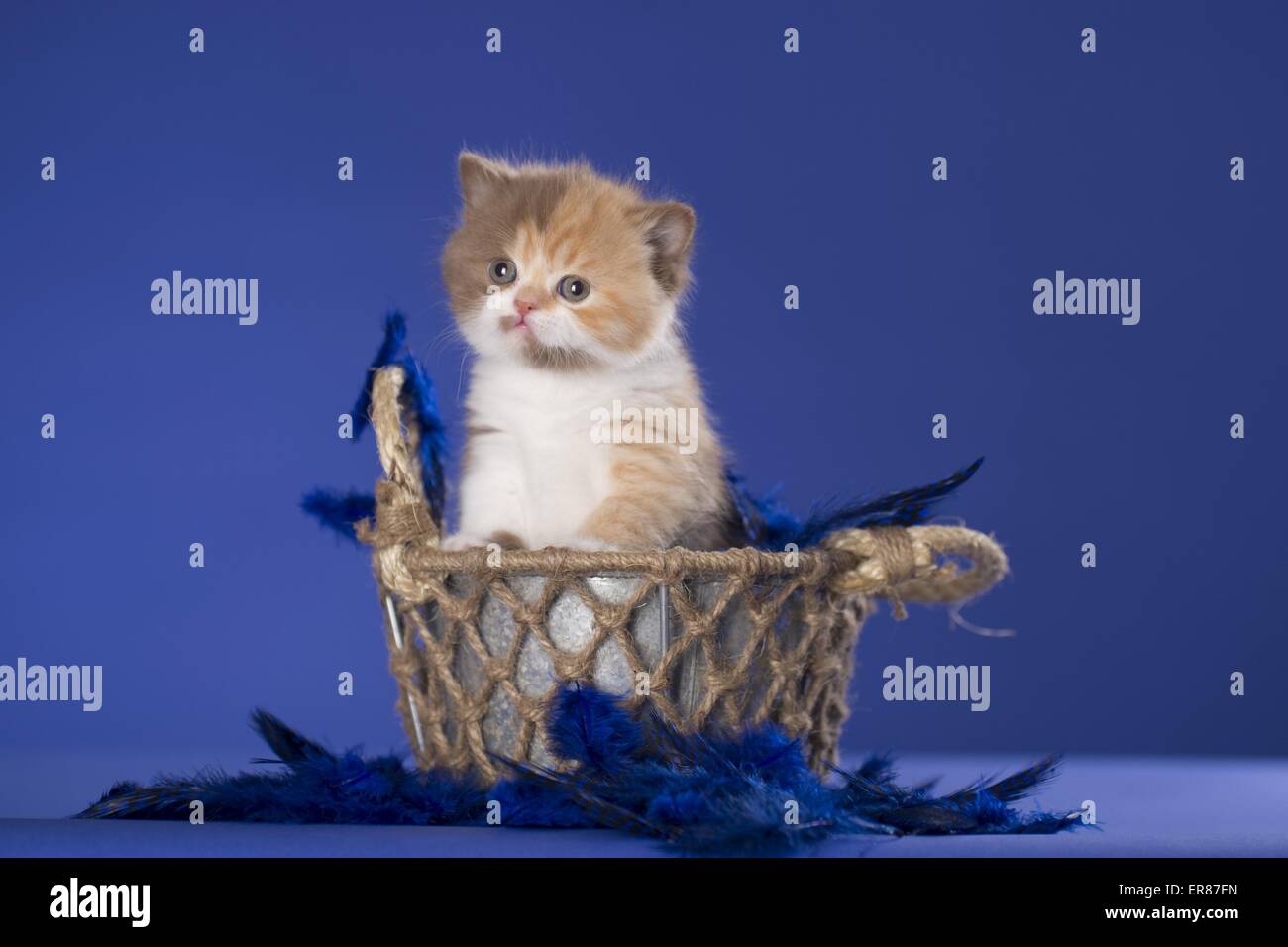 Chaton British Shorthair Banque D'Images