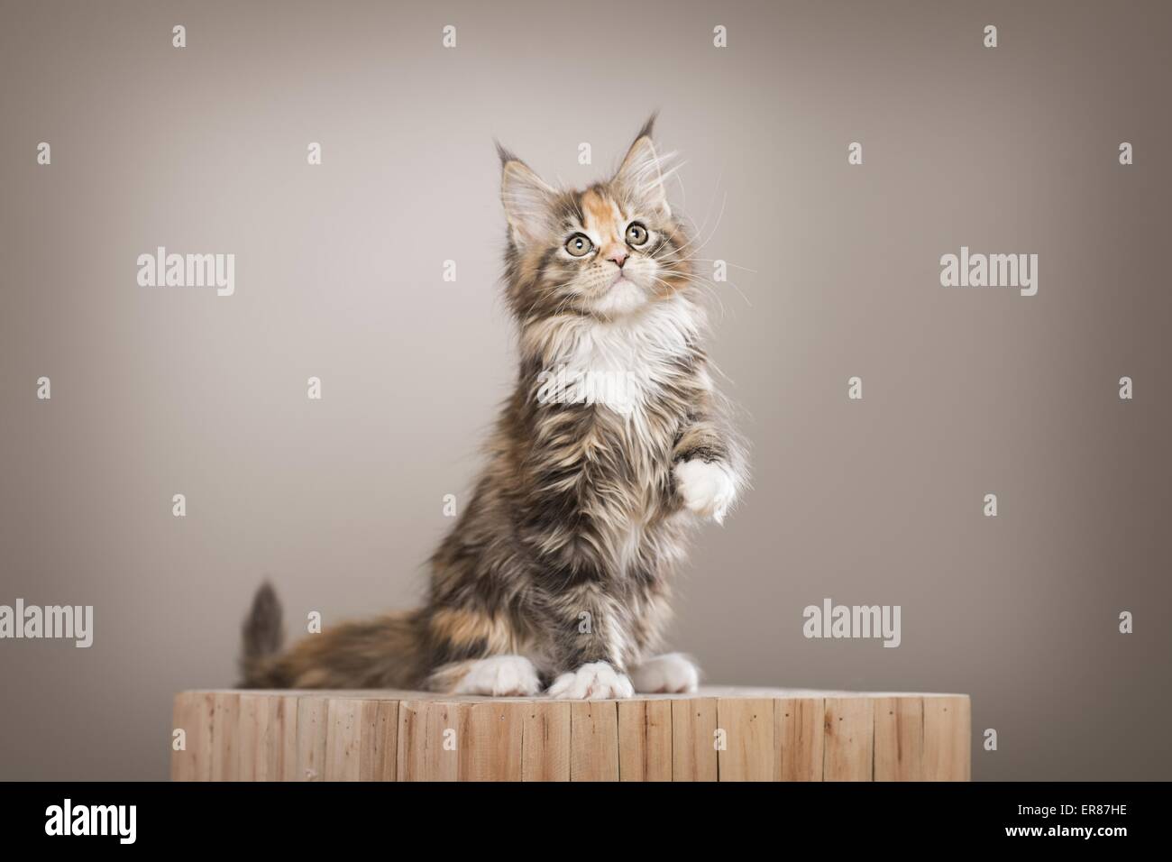 Chaton Maine Coon Banque D'Images