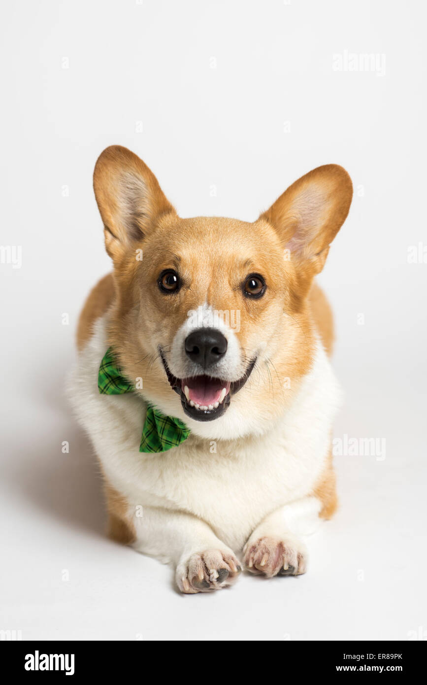 Pembroke Welsh Corgi Banque D'Images