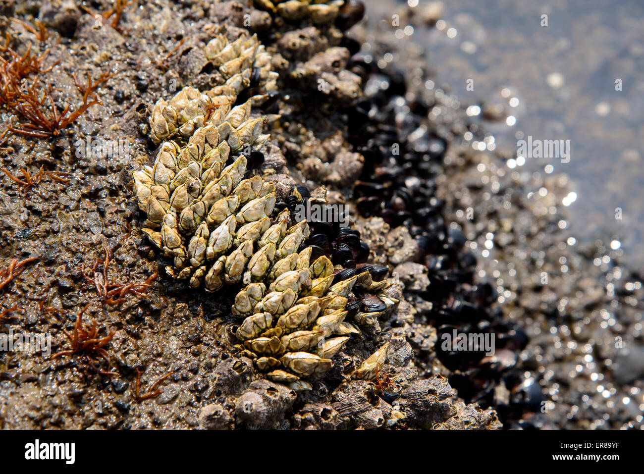 Balane commune pédonculées (Pollicipes mitella) à un rocher dans une station Banque D'Images