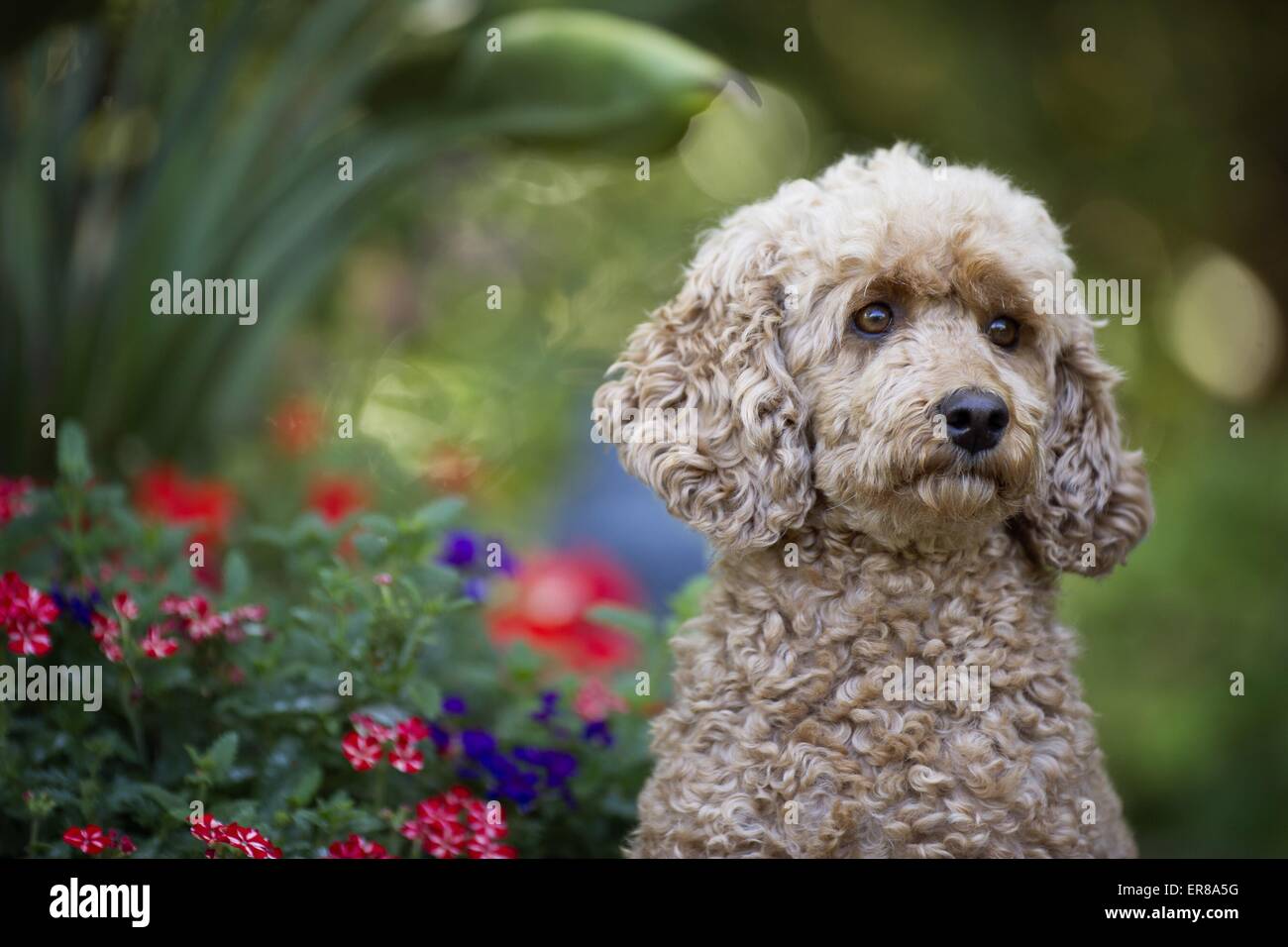 Portrait de caniche standard Banque D'Images