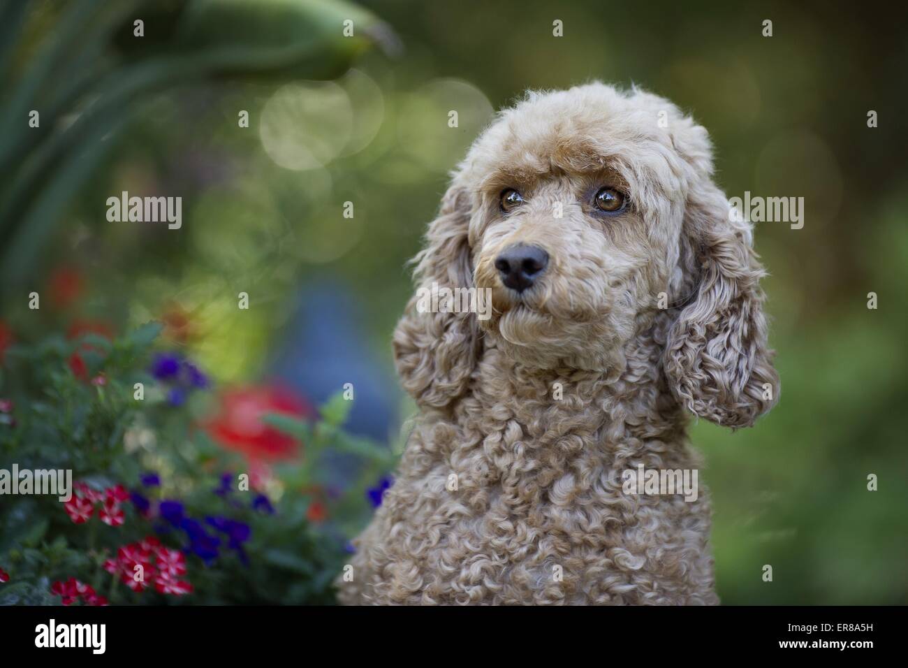 Portrait de caniche standard Banque D'Images