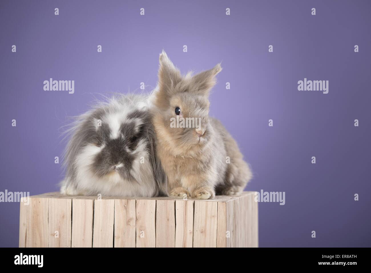 2 lapins Banque D'Images