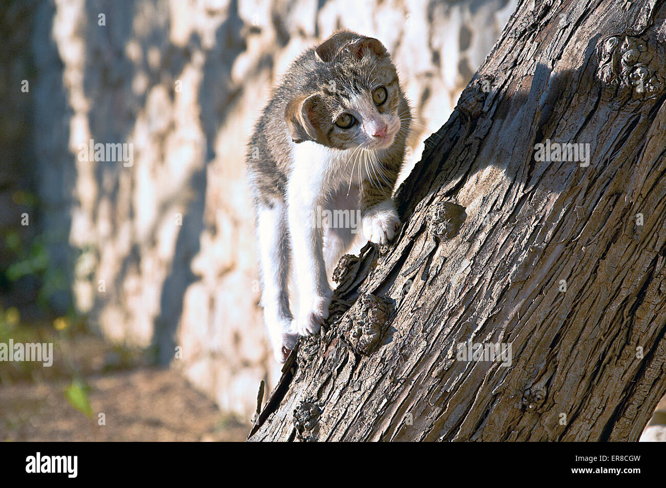 Chiot chat Banque D'Images