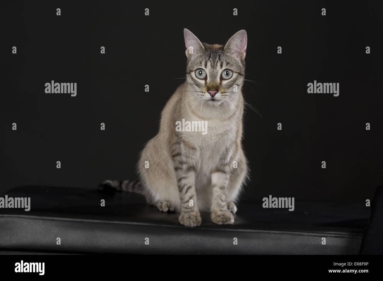 Chat assis Banque D'Images