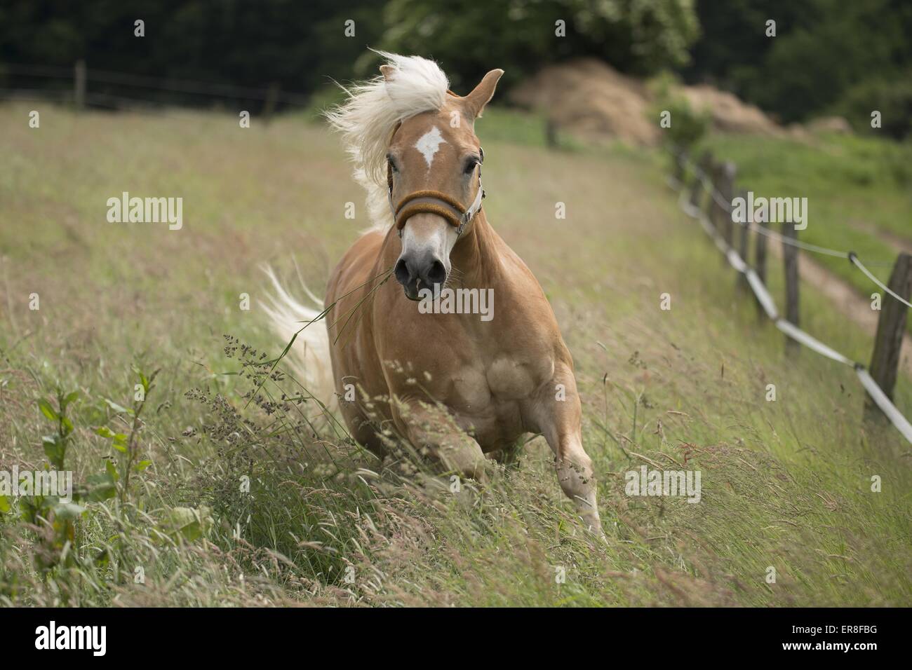 Le galop des chevaux Haflinger Banque D'Images