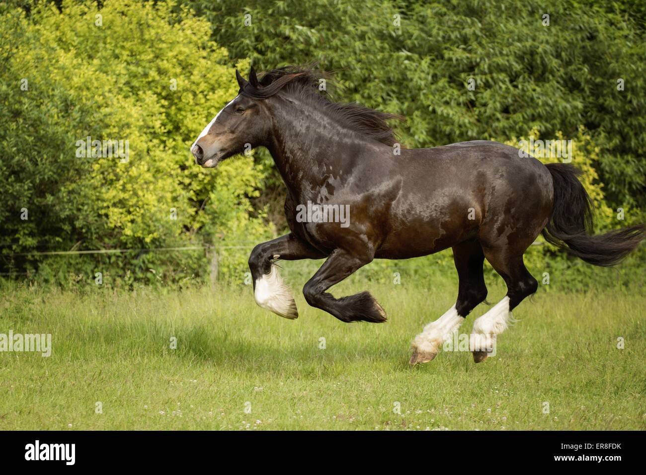 Shire Horse galloping Banque D'Images