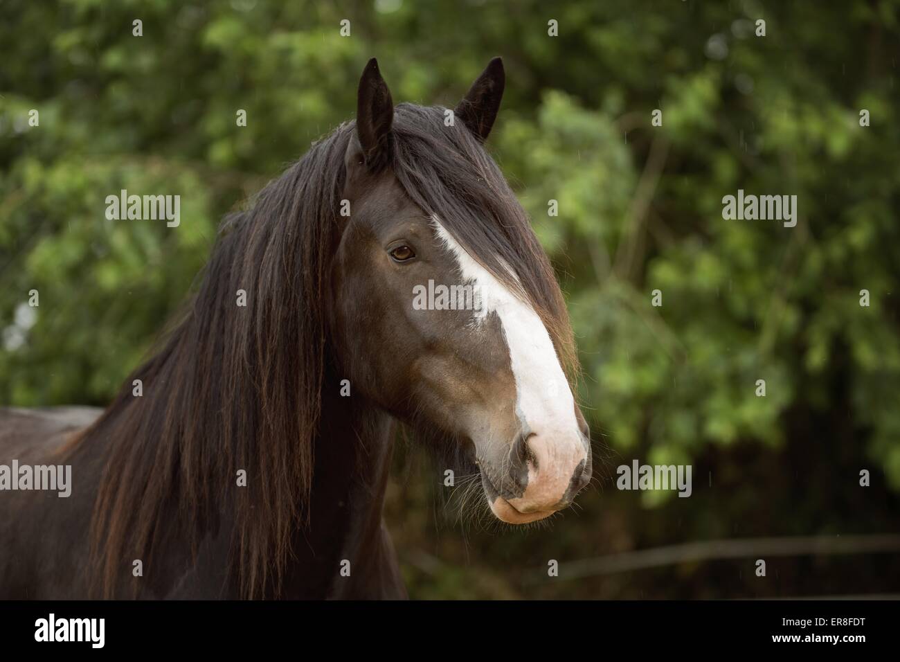 Shire Horse Portrait Banque D'Images