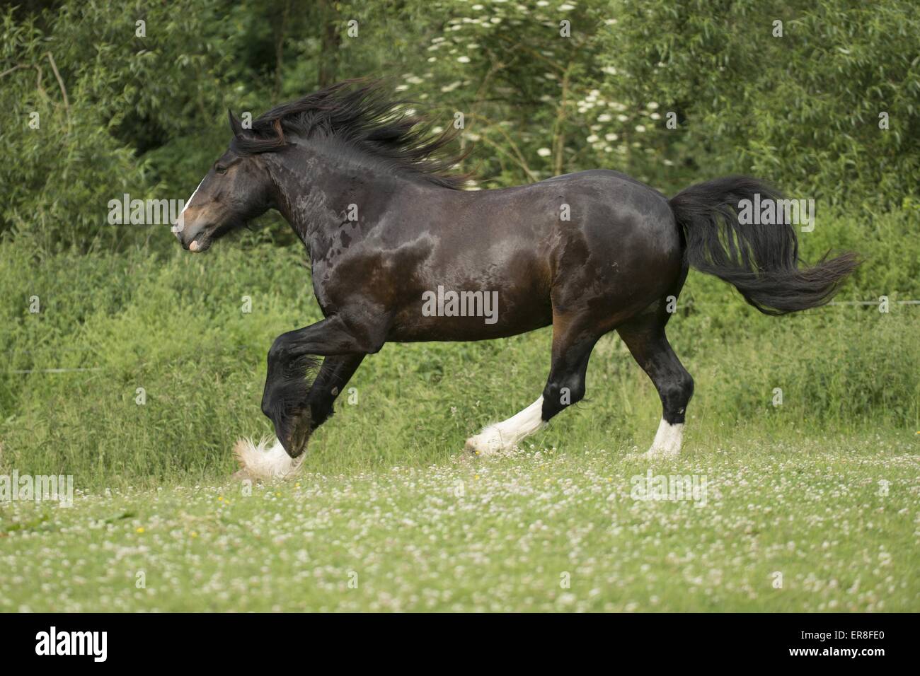 Shire Horse galloping Banque D'Images