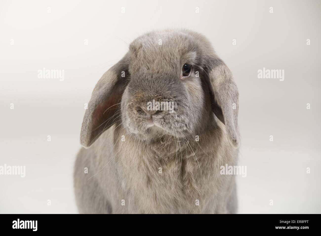Lop-eared rabbit Banque D'Images