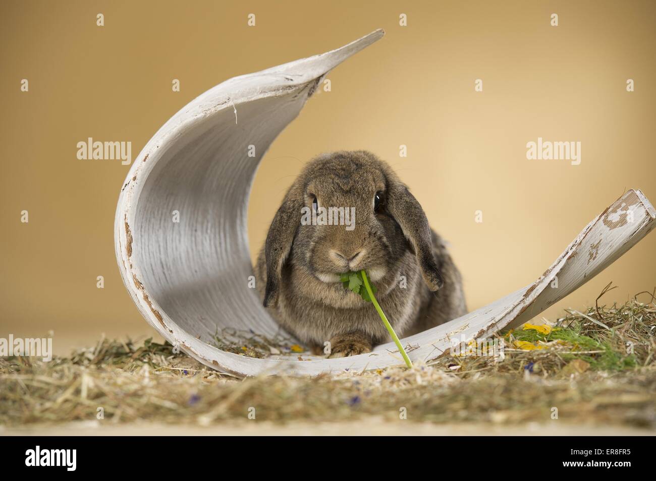 Lop-eared rabbit Banque D'Images