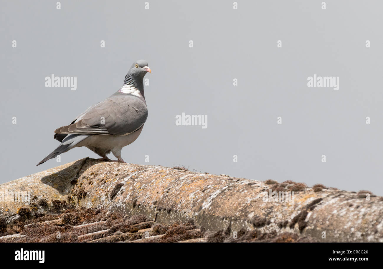 Un pigeon ramier (Columba palumbus ) sur un toit de maison, Suffolk, UK Banque D'Images