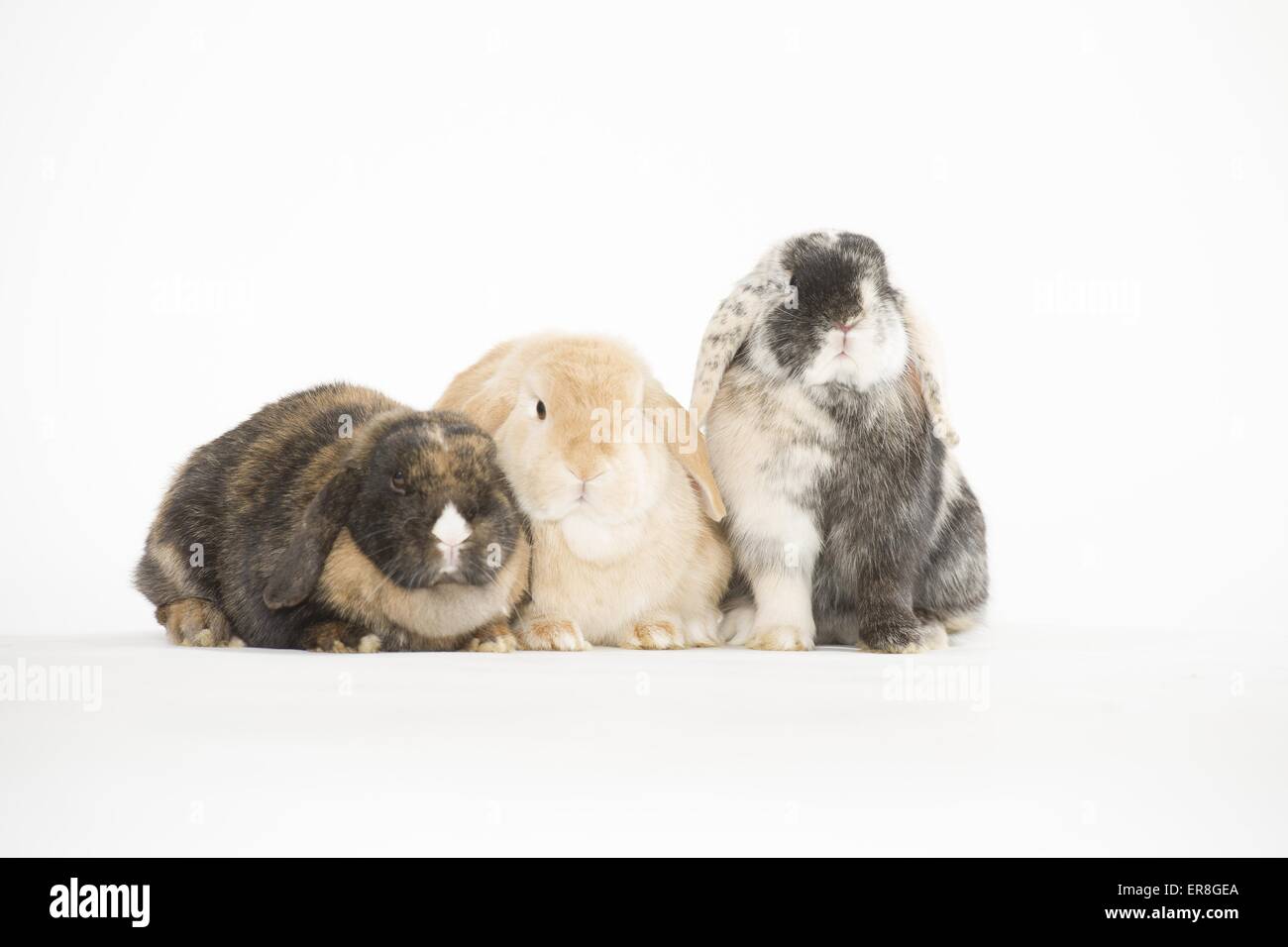 3 lop-eared lapins Banque D'Images